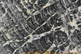 Proterozoic Columnar Stromatolite (Asperia) Slab - Australia #221470-1